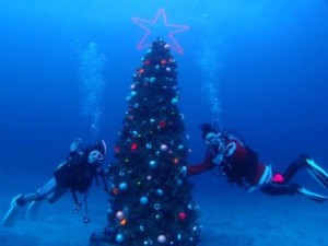 ブルーアンドスノー柏ダイビングスクール水中クリスマスツリー